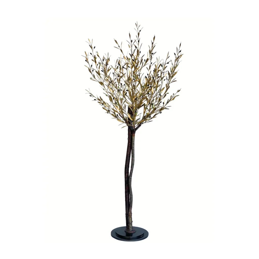 Olive sapling